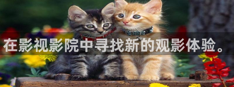 茄子视频qz